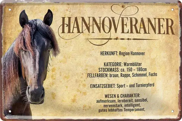 Ein brauner Hannoveraner mit detailliertem Steckbrief. Er ist ein Warmblüter, ideal für Sport und Turniere.