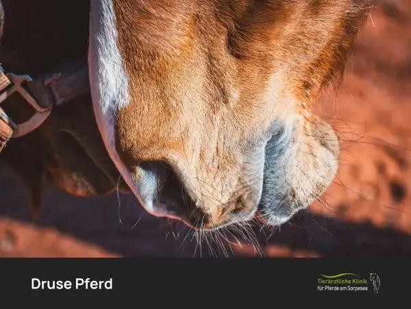 Nahaufnahme eines Pferdekopfes. Die Druse beim Pferd ist meldepflichtig.