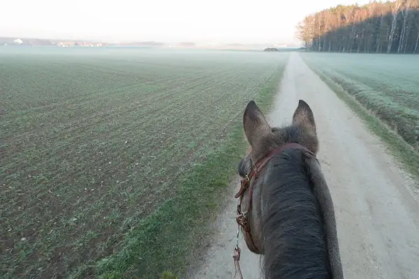 Pferd auf einem Feldweg, Nebel über den Feldern. Der richtige **trabstangen abstand** ist wichtig für ein gutes Training.