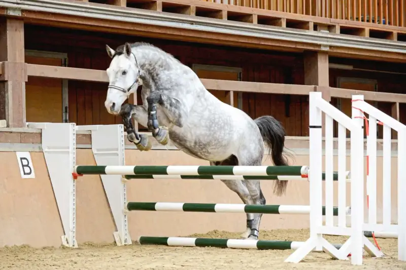 Graues Pferd springt über Hindernisse im Freispringen Aufbau.